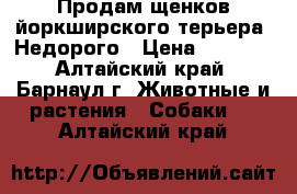 Продам щенков йоркширского терьера. Недорого › Цена ­ 5 000 - Алтайский край, Барнаул г. Животные и растения » Собаки   . Алтайский край